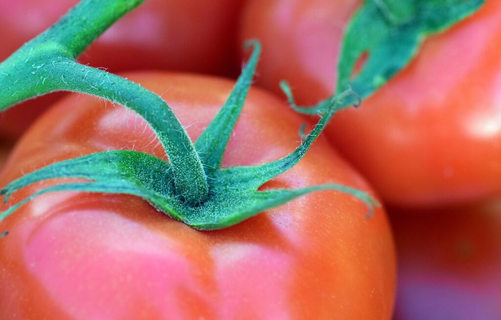 ヘタが張っているトマトの写真